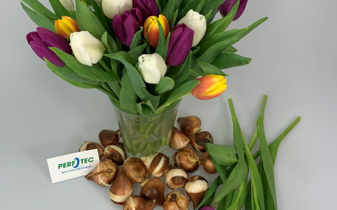 modified-atmosphere-packaging